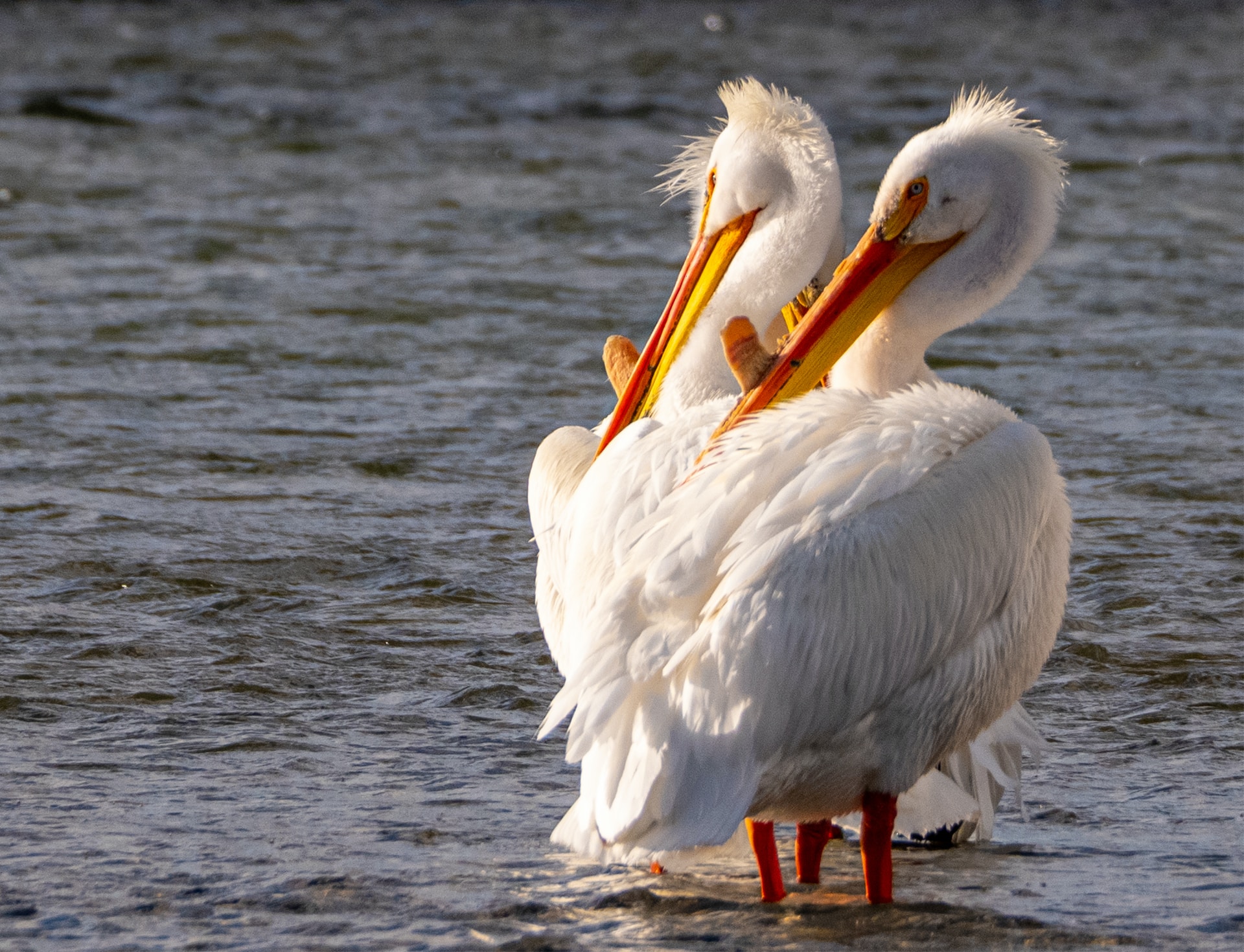 pelican at sunset